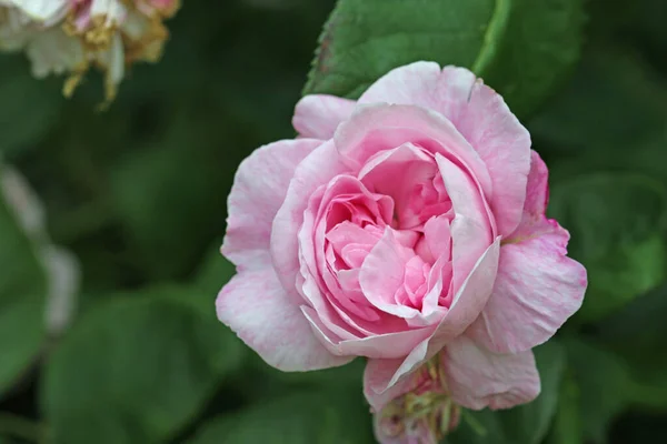 Pembe Gül Çiçeği Rosa Türü Bilinmeyen Türler Yakın Planda Bulanık — Stok fotoğraf