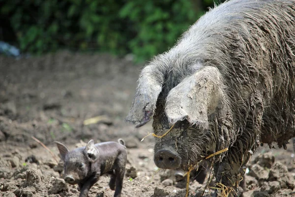 Black pig with piglet in a muddy field with a hedge, straw and mud blurred in the background.