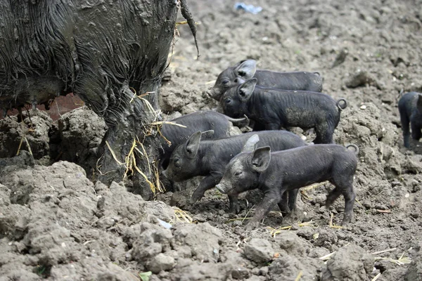 Black pig and piglets in a muddy field with mud blurred in the background.