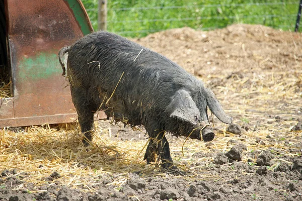 Black pig in a farmyard with a fence, straw, mud and a metal shelter blurred in the background.