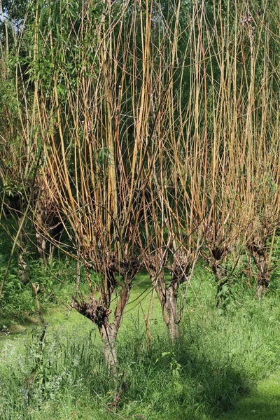 Osier Willow Bed Salix Species Growing Withy Stems Ready Cutting — Stock Photo, Image