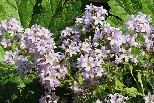 Pale Lilac Milky Bellflower Campanula Lactiflora Unknown Variety Flowers Close — стоковое фото