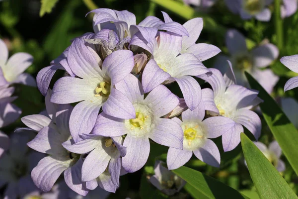 Pale Lilac Milky Bellflower Campanula Lactiflora Unknown Variety Flowers Close — Stock Fotó