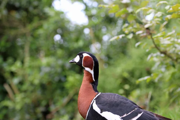 Single Red Breasted Goose Branta Ruficollis Profile Blurred Background Leaves — Foto Stock