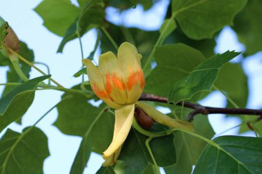 Lale ağacı, Liriodendron lalesi, sarı çiçek ve yapraklar arka planda mavi gökyüzü ile yakın plan.