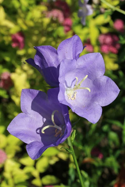 Blue canterbury bell, Campanula unknown species, flowers in close up with a blurred background of leaves.