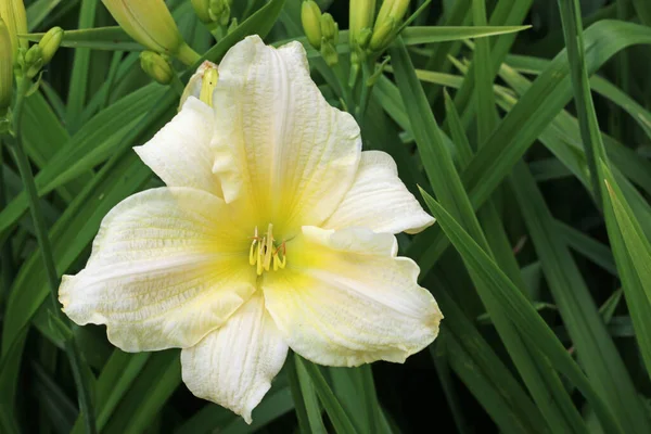 Bílá Denní Lilie Hemerocallis Neznámý Druh Odrůda Květina Bledě Žlutým — Stock fotografie