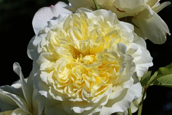 黄色の中心部を持つ白いバラの花 未知の品種のローザ種 ぼやけた葉の背景と密接に関連しています — ストック写真