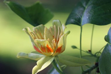 Lale ağacı, Liriodendron tulipiferası, sarı çiçek ve yapraklar arka planda bulanık yapraklarla yakın plan.