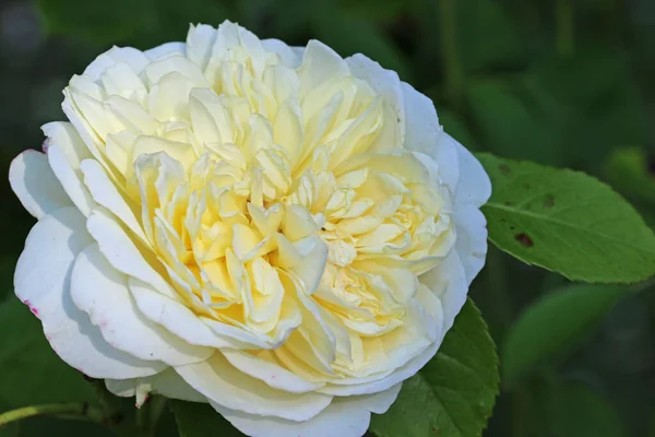 White Rose Flower Yellow Centre Rosa Species Unknown Variety Close — Stok fotoğraf
