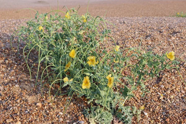 Yellow Horned Poppy Glaucium Flavum Plant Flowers Seed Pods Shingle — Stock Photo, Image