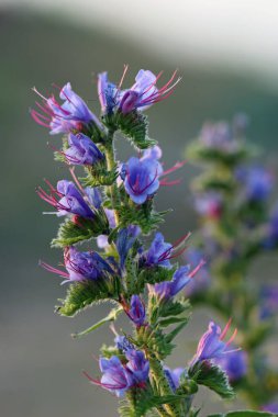 Blue vipers bugloss, Echium vulgare, flowers in close up with a blurred background of beach shingle pebbles and grey sky.