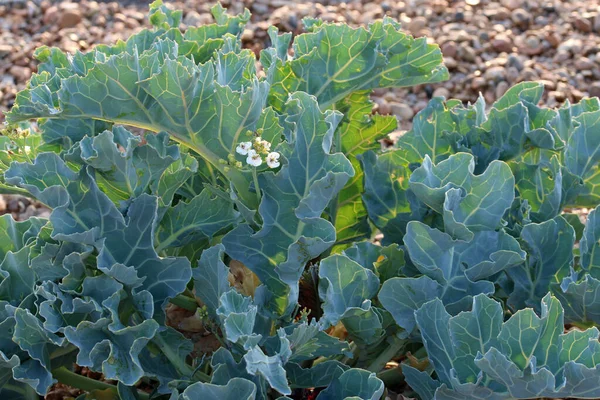 Sea kale, Crambe maritima, with flowers on a shingle beach with a blurred background of pebbles and lit by sunlight from behind.