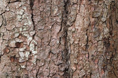 Horse chestnut, Aesculus hippocastanum, tree bark with crack in close up which could be used as a background or texture.