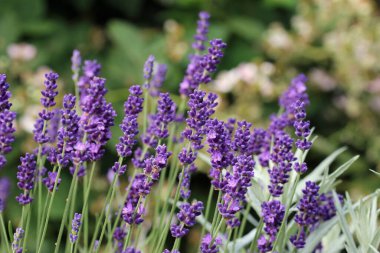 Purple lavender, Lavandula species, flowers in close up with a blurred background of leaves and other flowers.