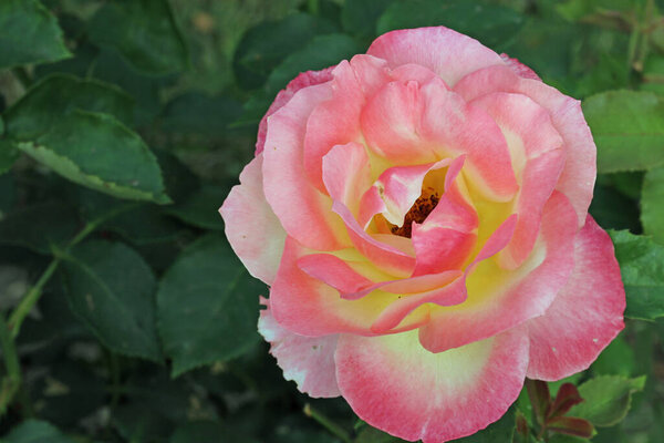 Pink rose flower with yellow centre, Rosa species of unknown variety, in close up with a background of blurred leaves.