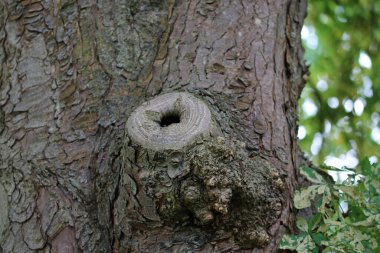 Horse chestnut, Aesculus hippocastanum, tree surgery branch pruning healed wound scar on the trunk with a background of leaves and sky.