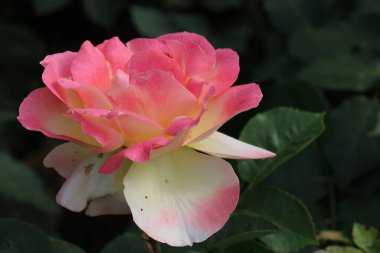 Pink rose flower with yellow centre, Rosa species of unknown variety, in close up with a background of blurred leaves.