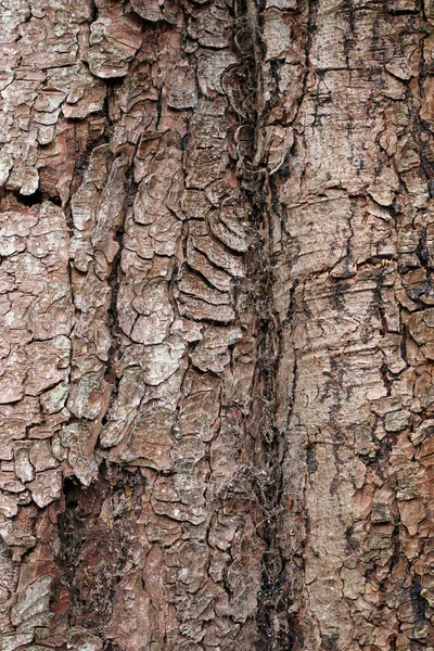 Horse Chestnut Aesculus Hippocastanum Tree Bark Crack Close Which Could — Photo