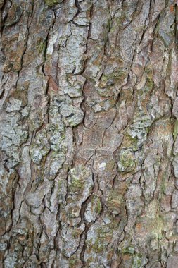 Horse chestnut, Aesculus hippocastanum, tree bark in close up which could be used as a background or texture.