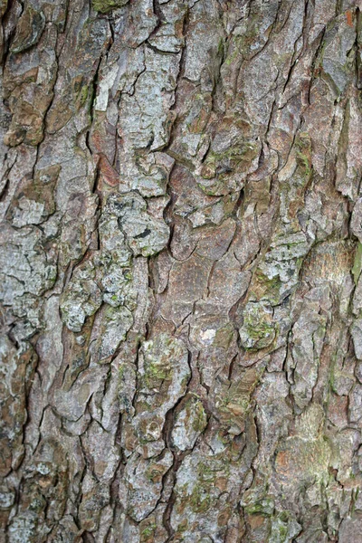 Horse Chestnut Aesculus Hippocastanum Tree Bark Close Which Could Used — Zdjęcie stockowe