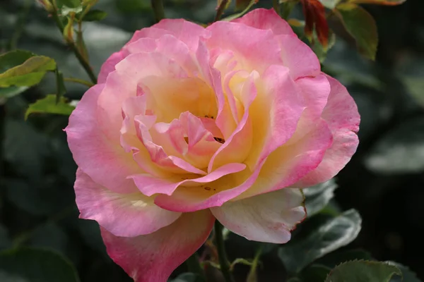 Pink Rose Flower Yellow Centre Rosa Species Unknown Variety Close — Stock Photo, Image