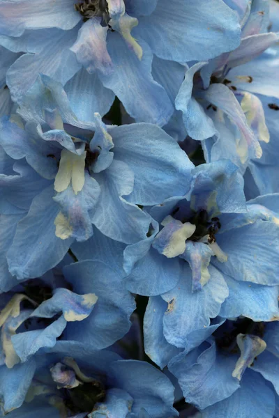 マクロの青いデルフィニウムの花は白いセンターで閉じられ 背景はありません ストック画像