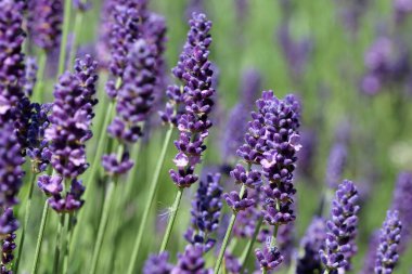Purple lavender, Lavandula species, flowers in close up with a blurred background of leaves and other flowers.