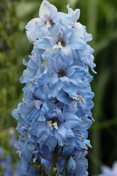 Kwitnący Kolec Niebieskich Kwiatów Delphinium Zbliżeniu Białymi Centrami Rozmazanym Tłem — Zdjęcie stockowe