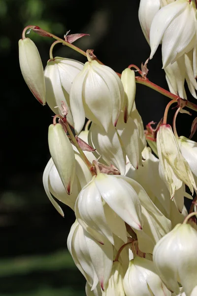 Yucca Növény Ismeretlen Fajokból Fehér Virágokkal Rügyekkel Közelről Levelek Sötét — Stock Fotó
