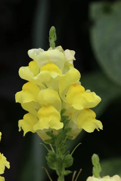 Blühende Ähre Des Gelben Schnappdrachens Antirrhinum Arten Blüten Nahaufnahme Mit — Stockfoto
