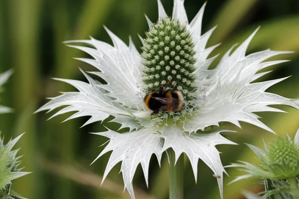 Ornamental Sea Holly Eryngium Species Green Flowers Silver Bracts Bumblebee — Stock Photo, Image