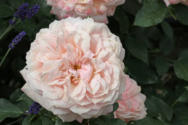 ピンクのバラの花 未知の品種のローザ種は ぼやけた葉の背景と密接に関連しています — ストック写真