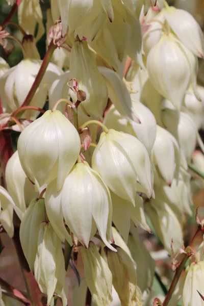 Yucca Növény Ismeretlen Fajokból Közelről Fehér Virágokkal Rügyekkel Homályos Háttérrel — Stock Fotó