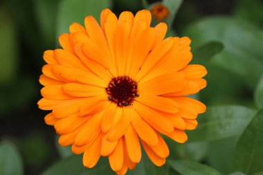 Portakallı kadife çiçeği, Calendula resmi çiçekleri, yakın planda bulanık yapraklar..