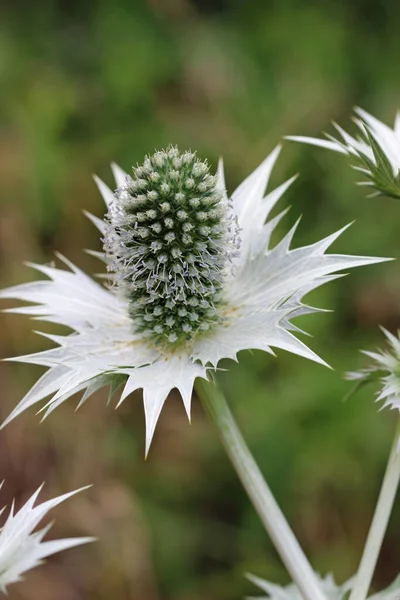Ornamental Sea Holly Eryngium Species Green Flowers Silver Bracts Blurred — Stock Photo, Image