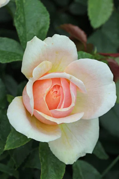Pembe Gül Çiçeği Rosa Türü Bilinmeyen Türler Yakın Planda Bulanık — Stok fotoğraf