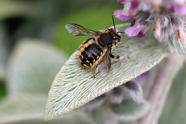 Yün kartlı arı, Anthidium manicatum, yünlü kuzu kulaklı erkek, Stachys byzantina, yaprakların bulanık arka planlı bitki yaprağı.