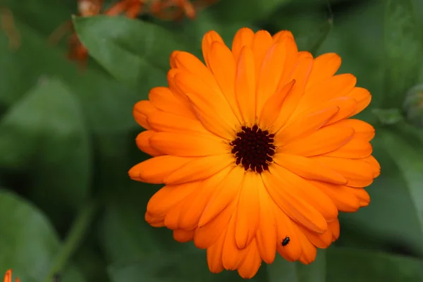 Orange Pot Marigold Calendula Officinalis Flower Close Background Blurred Leaves — Stock Photo, Image