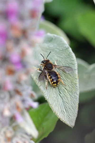 Carder Bee Anthidium Manicatum Macho Cordeiros Lanosos Orelha Stachys Byzantina — Fotografia de Stock