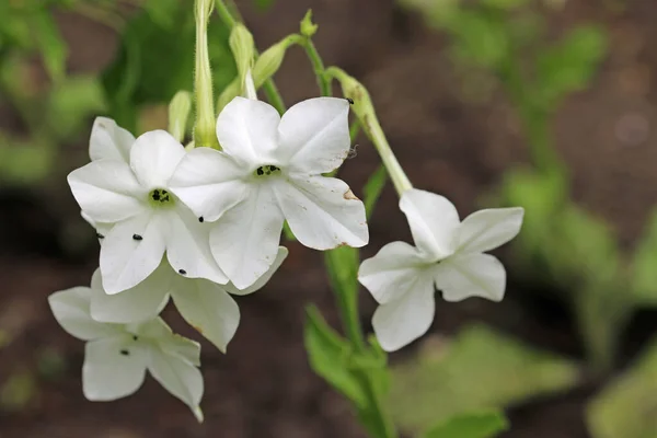 White Tobacco Plant Nicotiana Species Flowers Close Blurred Background Leaves — Stock Photo, Image