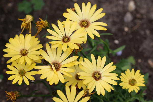 Yellow African Daisy Osteospermum Unknown Species Variety Flowers Background Blurred — Stock Photo, Image