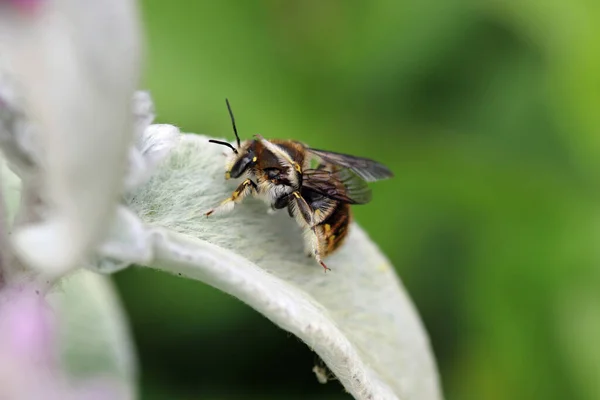 Шерстяная Пчела Anthidium Manicatum Самец Шерстяных Ягнят Ухо Stachys Byzantina — стоковое фото