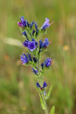 Mavi engerek böceği parlatıcısı, Echium vulgare, çimenlerin bulanık arka planıyla yakın plan çiçekleri..
