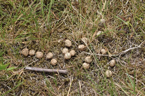 Κουνέλι Oryctolagus Cuniculus Κόπρανα Αμμώδες Έδαφος Κοντινή Απόσταση Πέτρινα Βότσαλα — Φωτογραφία Αρχείου