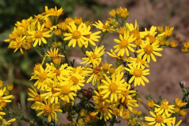 Sarı turp, Senecio Jacobaea, yaprakların bulanık arkaplanına sahip çiçekler..