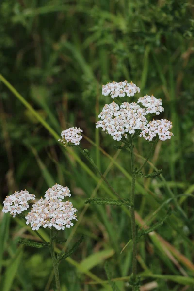 White yarrow, Achillea millefolium, flowers in a meadow with a background of blurred leaves.
