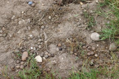 Tavşan, Oryctolagus cuniculus, kumlu toprağa dışkılar yakın planda taş çakıl taşları ve çimenler bulanık..