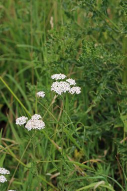 Beyaz yarrow, Achillea millefolium, bulanık yapraklı çayırdaki çiçekler..