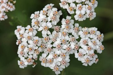 Beyaz yarrow, Achillea millefolium, yakın planda bulanık yapraklı çiçekler..